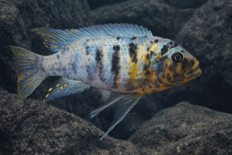 Maylandia fainzilberi 'Nkanda'